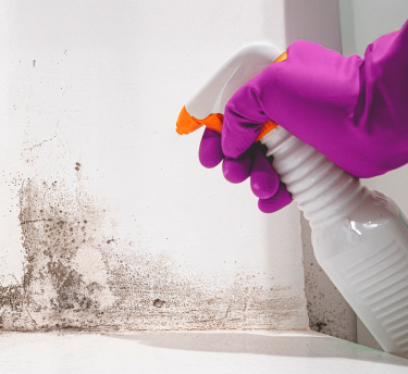 Close-up of a purple gloved hand spraying a cleaning solution onto a wall with visible mold or mildew growth, suggesting mold as an allergy trigger