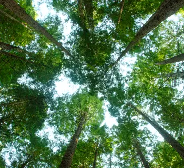 Looking up into a dense canopy of tall trees, with sunlight filtering through the leaves